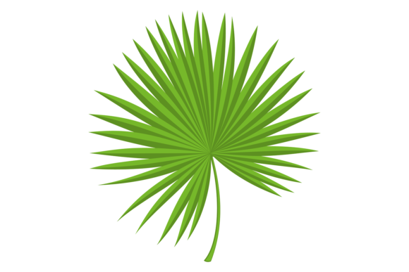 Download Green Fan Leaf. Natural Jungle Palm Bran - Green Collection